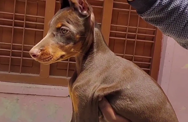 Purchase loyal doberman puppies available for sale in chennai.
