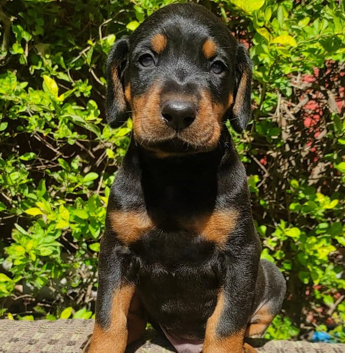 Purchase brave doberman puppies for sale in vizag.
