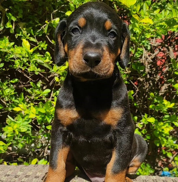 Purchase brave doberman puppies for sale in vizag.
