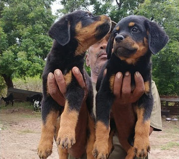 Get family friendly doberman puppies for sale in vizag.
