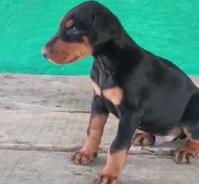 Family Friendly doberman puppies available for sale in vizag
