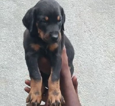 We have best quality doberman male & female puppies in vizag.
