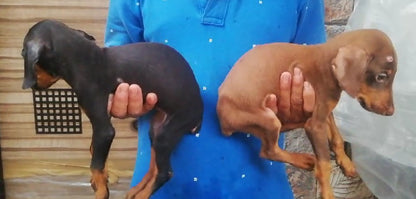 Muscular Doberman Puppy Available In Bangalore.