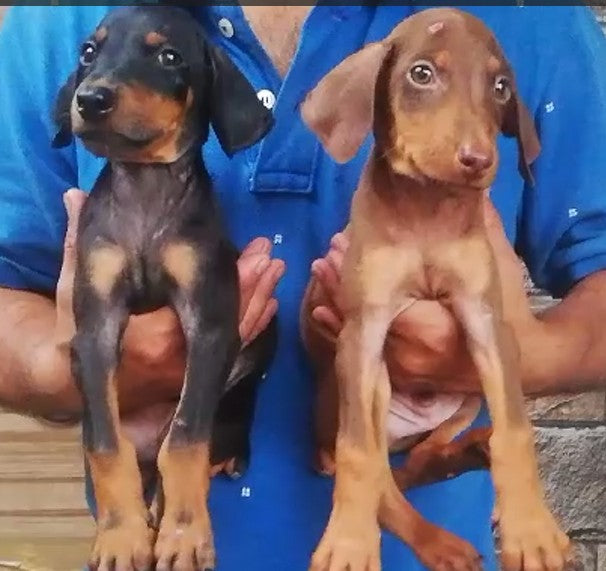 Muscular Doberman Puppy Available In Bangalore.
