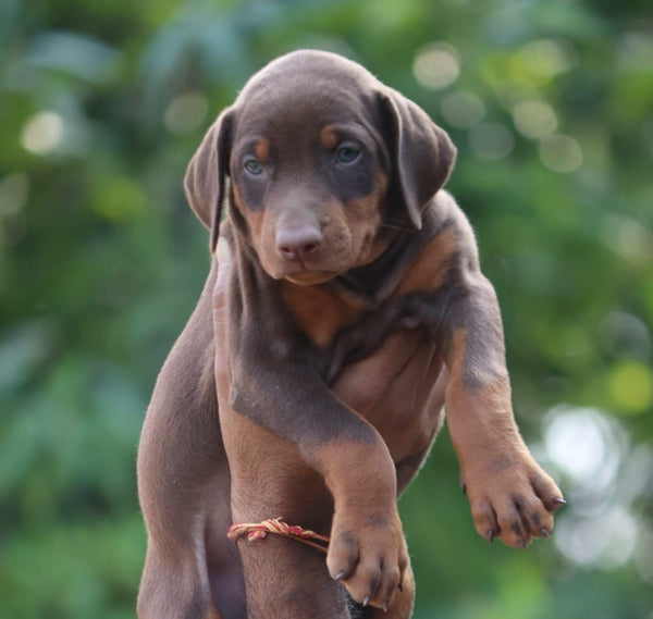 Brown & Tan Doberman Puppies Available For Sale In Delhi.