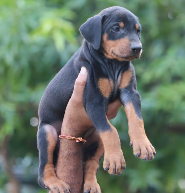 Black & Tan Doberman Puppies Available In Delhi.