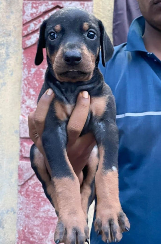 Get Intelligent Puppies Available For Sale In Delhi.
