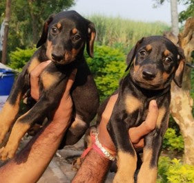 Buy kid friendly doberman for sale in hyderabad.
