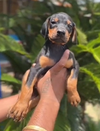 Male Doberman Puppies Available For Sale.

