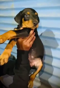 Get Male Doberman Puppies Available For Sale.
