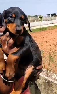 Buy Male Doberman Puppies Available For Sale.