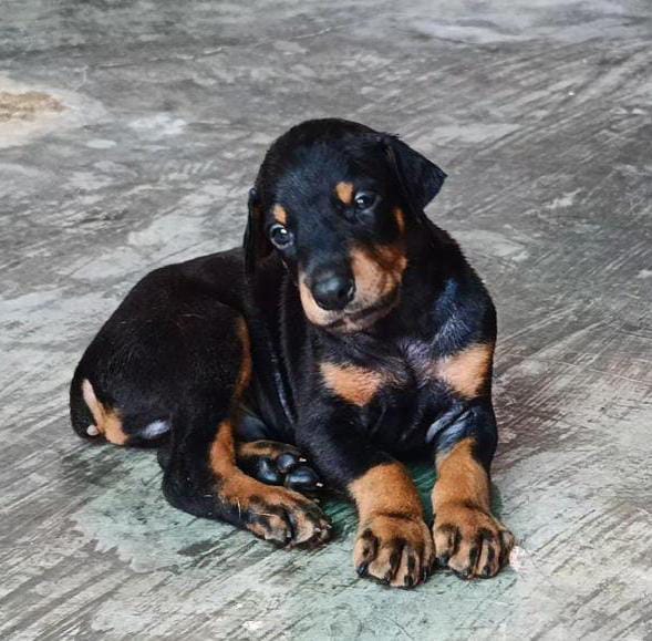 Purchase brave doberman puppies for sale in jaipur.
