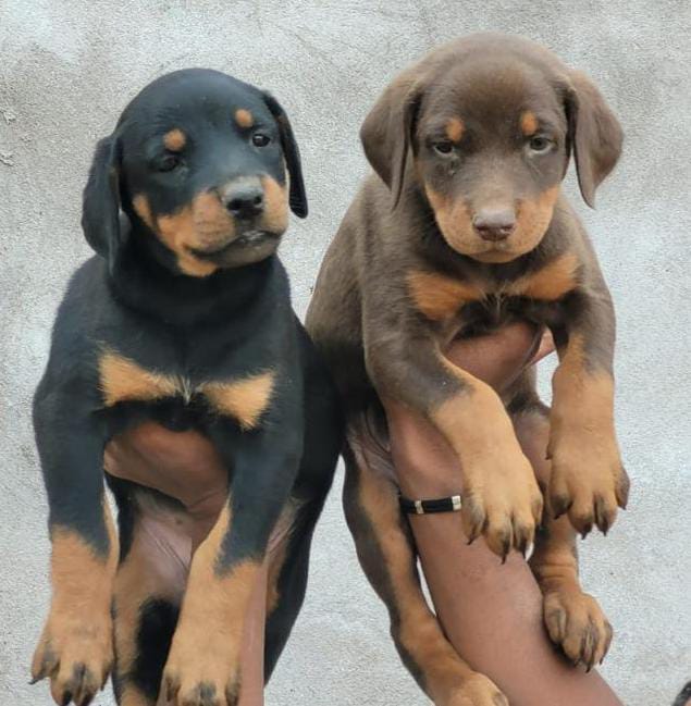 Get family friendly doberman puppies for sale in jaipur.
