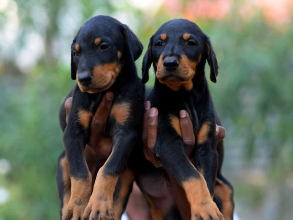 Buy kid friendly doberman for sale in jaipur.
