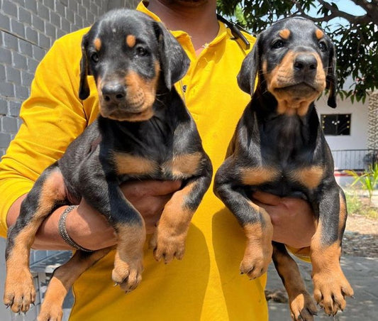 We have best quality doberman male & female puppies in jaipur.
