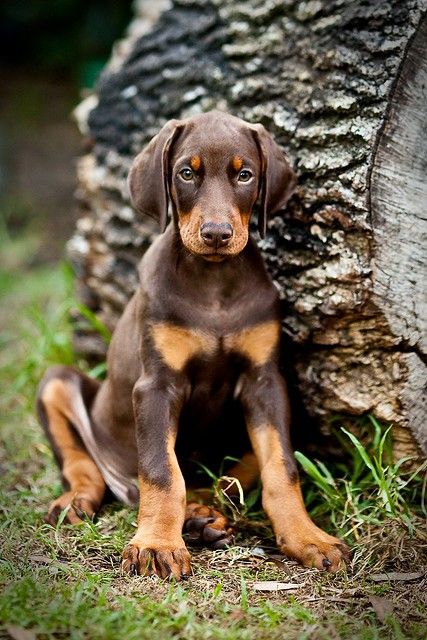 Doberman