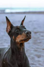 Active & Strong Doberman Puppy