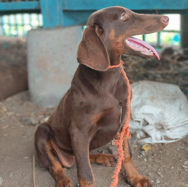 Get Doberman Puppies In Pune At Affordable Price.