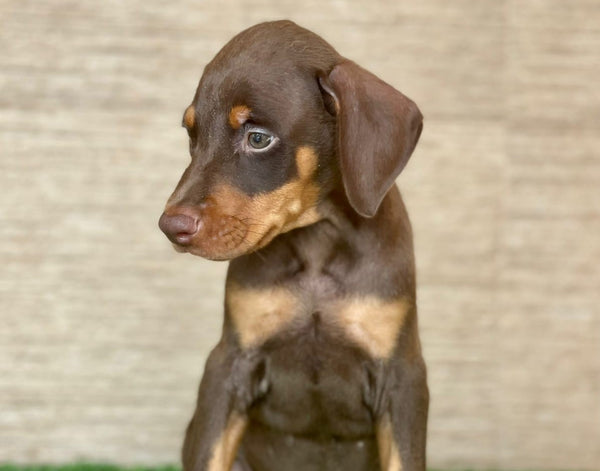 Brown & Tan Colored Doberman Puppy Available In Pune.