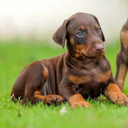 Get Brown & Tan Doberman Puppy Available For Sale In Pune.
