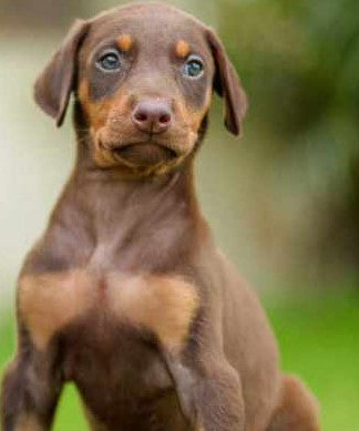 Buy Male Doberman Puppy From Pune At Inexpensive Cost.