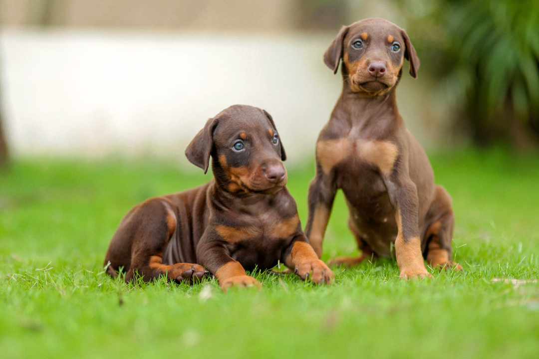 Get Doberman Puppies At Affordable Price From Pune.