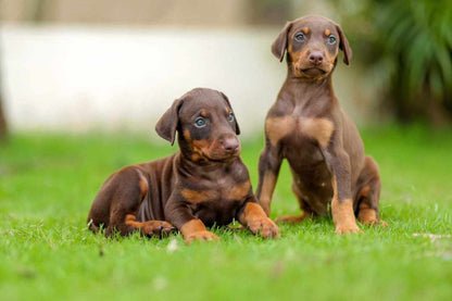 Get Doberman Puppies At Affordable Price From Pune.