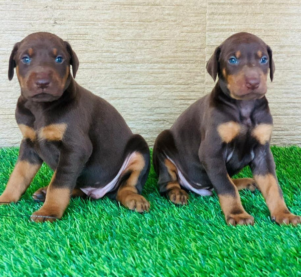 Buy Doberman Puppy From Pune.