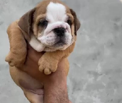 Purchase Male English Bulldog Puppies Available For Sale.
