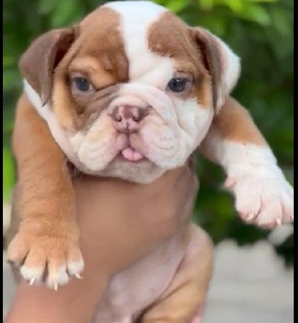 Get Male English Bulldog Puppies Available For Sale.
