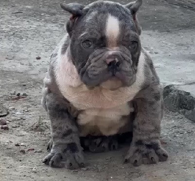 Get Male & Female English Bulldog Puppies Available For Sale.
