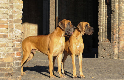 Majestic male & female great dane puppies at affordable price.