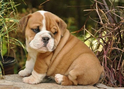 English Bulldog