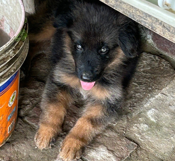 Purchase trainable male & female german shepherd puppies form vizag.
