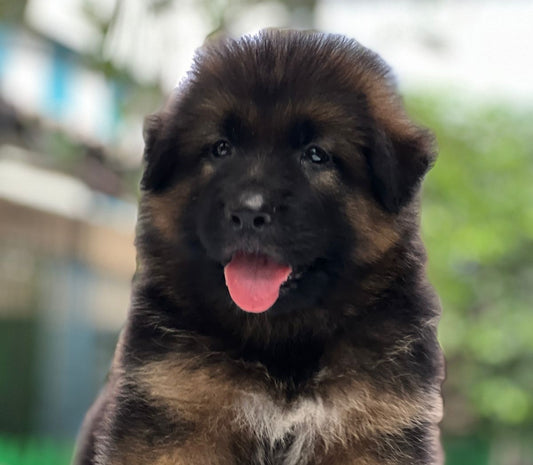 Buy affectionate german shepherd puppies at affordable price in vizag.
