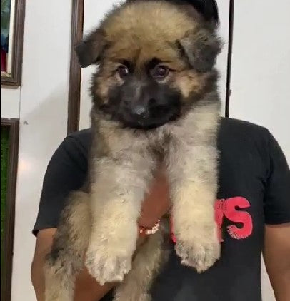 Get male & female german shepherd puppies from vizag .
