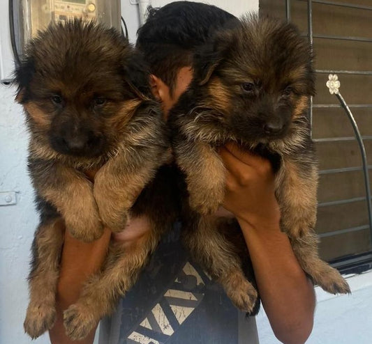 We have german shepherd male price range starts from Rs.25,000.
