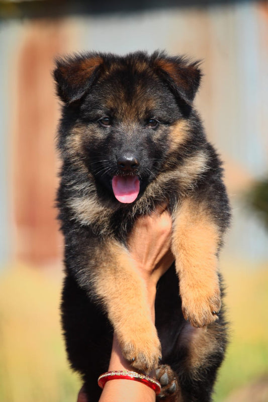 Curious German Shepherd Puppy Available In Bangalore.