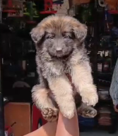 Playful Nature German Shepherd Puppy Available In Bangalore.