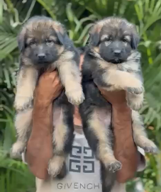 Intelligent German Shepherd Puppy Available For Sale In Bangalore.