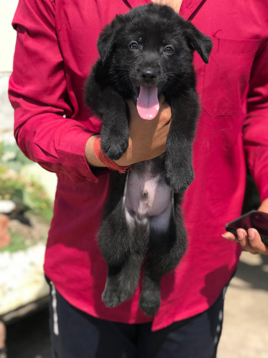 Zed Black Color German Shepherd  Puppy Available In Bangalore.