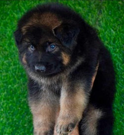 We have Doble Coat  Male & Female Beagle Puppies Available For Sale In Delhi.
