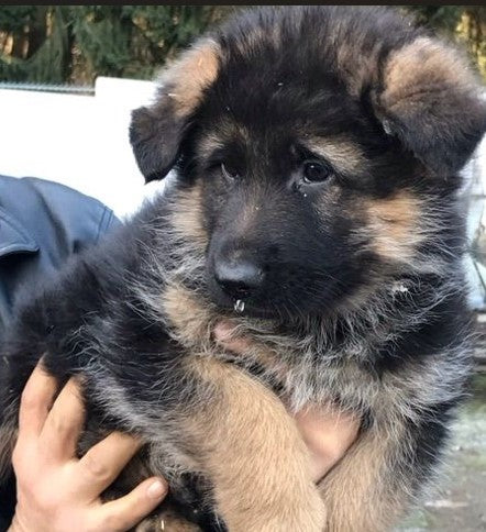 Black & Tan German Male Puppies Available In Delhi.