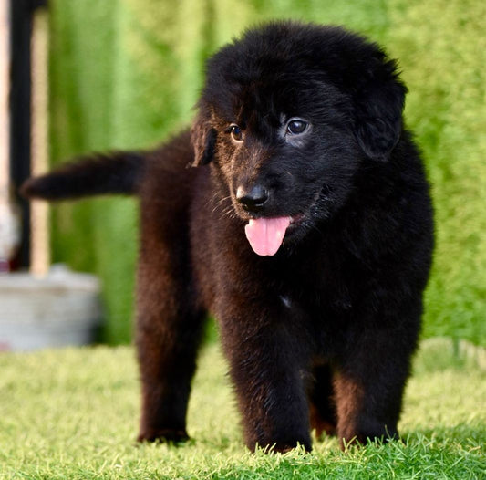 Standard Coat Z-Black German Shepherd  Puppies Available For Sale In Delhi.

