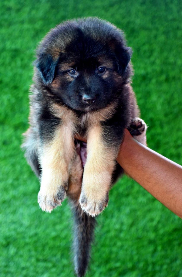 Long Coat German Shepherd Puppies Available For Sale In Delhi.