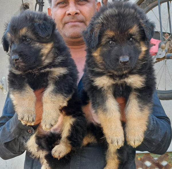 Shop Now Male German Shepherd Puppies Available For Sale.
