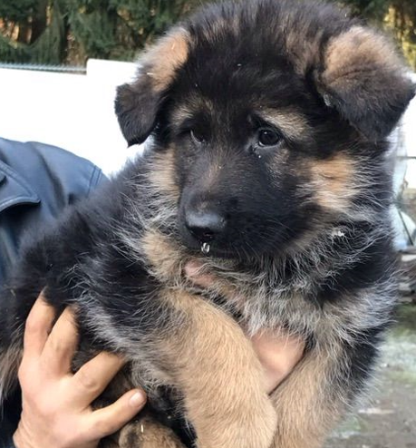 Wooly Coat German Shepherd Puppies Available For Sale In Goa.
