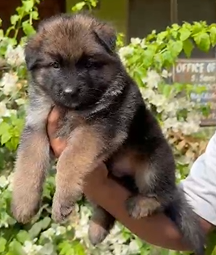 Purchase Male & Female German Shepherd Puppies Available For Sale.
