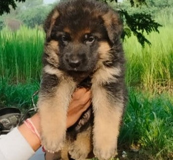 Purchase Male German Shepherd Puppies Available For Sale.
