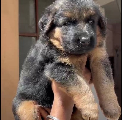 We have Male & Female German Shepherd Puppies Available For Sale.
